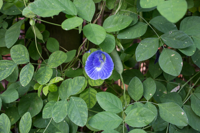 Clitoria ternatea